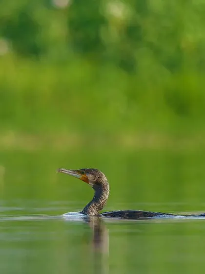 A Great Cormorant swims gracefully, its head held high, with a vibrant green background.