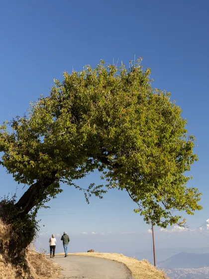 A quiet walk along a mountain path under a beautiful, sprawling tree. These are the moments of peace and connection that my retreats are built around.