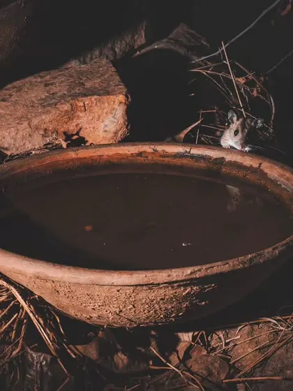 An Indian gerbil cautiously approaches an artificial water source we set up, allowing us to document its behavior.
