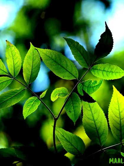 The foundation of any great garden is healthy plants. I source high quality plants and help you understand their care needs, ensuring your green space remains vibrant and healthy.