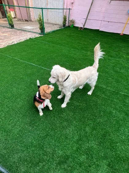 A small beagle and a larger white dog greet each other on the turf. I carefully manage introductions to foster positive social experiences.