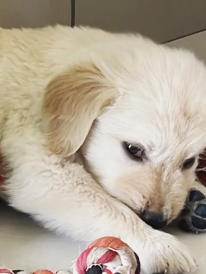 So much cuteness in one little puppy. Leo had a great time exploring and playing during his stay.