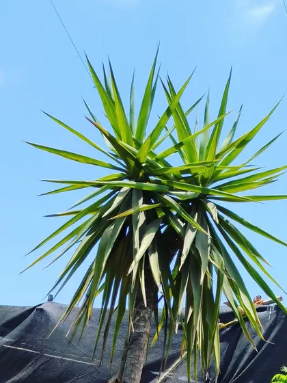 A multi-headed Yucca plant against a clear blue sky. These are tough, drought-tolerant plants that add a strong architectural element to a garden.