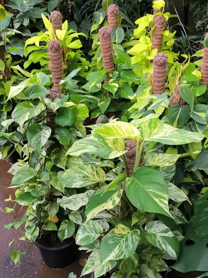 Beautiful moss stick plants, like these Pothos, are available for your indoor spaces. Training them to climb encourages larger, more mature leaves.