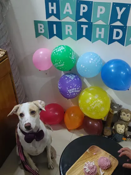 Bella celebrating her first birthday with cake and balloons. We are so proud of our very first rescue.