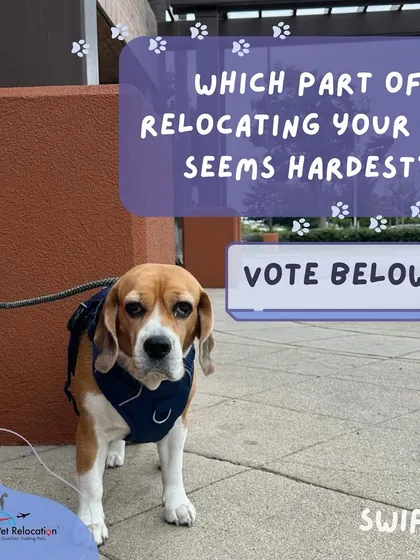 When you think about relocating your pet, what seems like the hardest part? Is it the paperwork, the cost, or something else? We are here to help with every challenge.