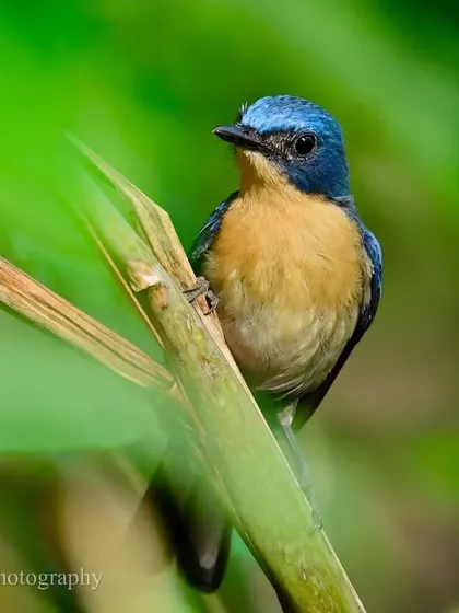 The Tickell’s Blue Flycatcher, an endearing and vividly plumaged bird, peers through the green foliage. It loves shaded tree-cover, where it flits about energetically in a perennial hunt for insects.