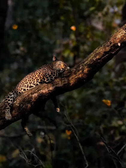 The leopard rests peacefully, the dappled light creating beautiful patterns on its coat.