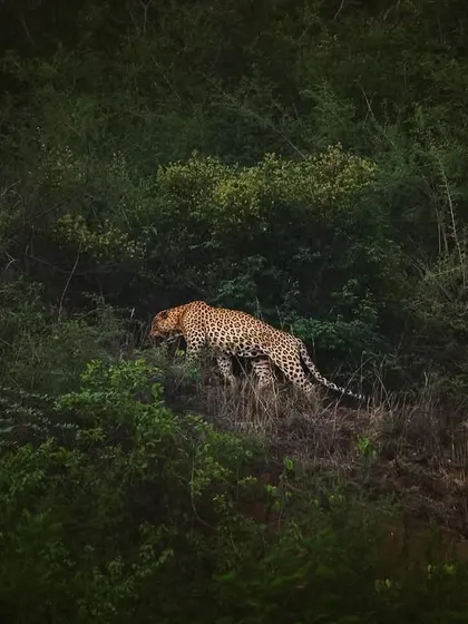 A beautiful male leopard, a new individual we've recorded, moves through the dense foliage of the Aravallis in the early morning light.