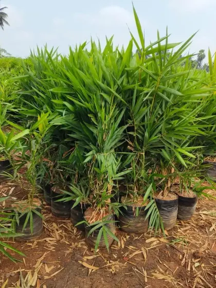 A collection of young bamboo plants in nursery bags, ready to be planted for fast-growing hedges or groves.