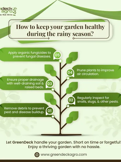 This infographic provides five key tips for keeping your garden healthy during the rainy season, from ensuring proper drainage to applying organic fungicides.