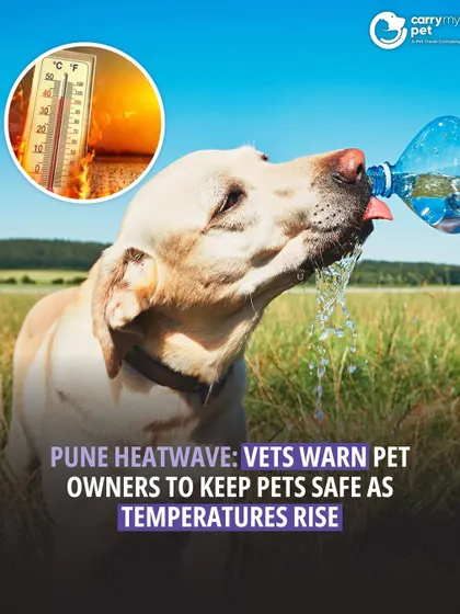 As temperatures rise in Pune, veterinarians are warning pet owners to take extra precautions. Pets are vulnerable to heatstroke and require shade, water, and cool indoor spaces.