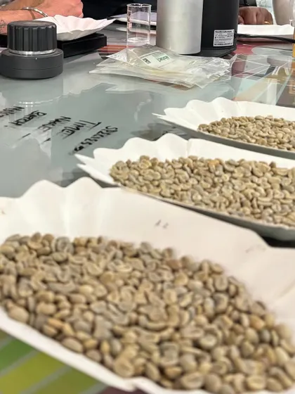 Trays of green coffee beans ready for sensory analysis and grading. We teach the entire journey, starting from the raw product.