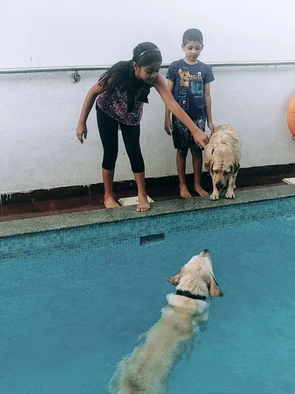 A wonderful family moment at the pool. Kids and their Labradors interact during a supervised swim, showing how our space is perfect for the whole family to bond and create happy memories with their pets.