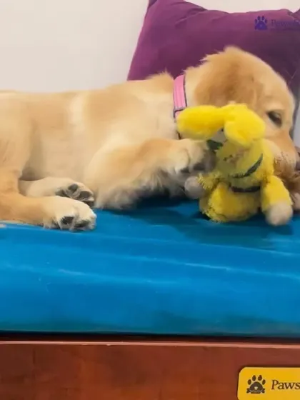 A golden retriever puppy enjoys a nap on one of our comfortable orthopedic beds. We believe a good bed is essential for joint health and restful sleep, especially for growing puppies and senior dogs.