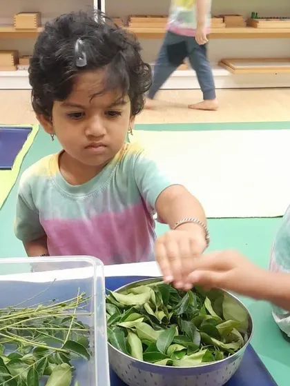 Each activity, from making Bhel Puri and toast to plucking methi leaves and exploring what floats, is a lesson in itself. These practical life and sensorial activities are central to the Montessori method, helping children develop fine motor skills, concentration, and a deep understanding of the world through their own actions.