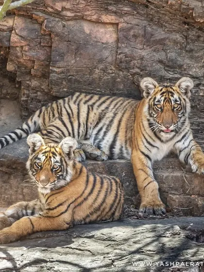 Riddhi and Siddhi, the cubs of the famous tigress Arrowhead, resting in the shade of a rocky outcrop. Photographing young animals offers a chance to capture playful and curious behavior.