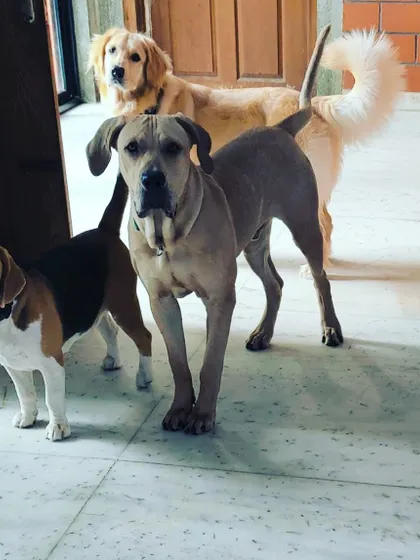The gang is all here, waiting patiently by the door. A Beagle, a Great Dane mix, and a Golden Retriever showing how well they get along, even in quiet moments.