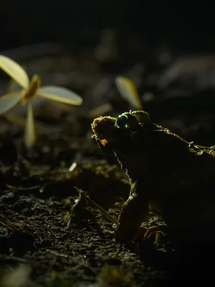 A Balloon Frog silhouetted against the light, waiting for winged termites to come within reach. This is nature's pest control in action.
