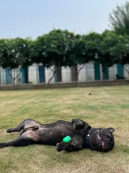 The ultimate sign of a relaxed and happy dog: a belly-up roll on the grass. This Frenchie feels completely at home.