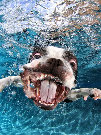 A hilarious, wide-mouthed expression from a Boston Terrier. We love how water distorts and exaggerates features, leading to funny and memorable pet portraits.