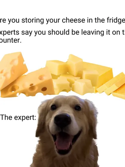 According to "experts," you should leave cheese on the counter. The expert, of course, is your dog, who is very invested in this research.