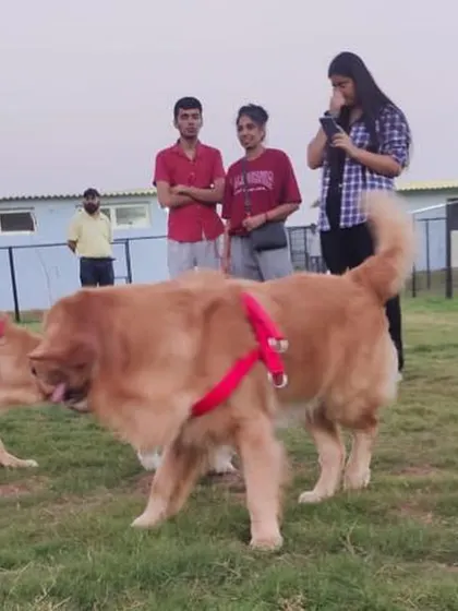 Two Golden Retrievers greeting each other at our community event. It's wonderful to see so many members of the Gurgaon pet community come together.