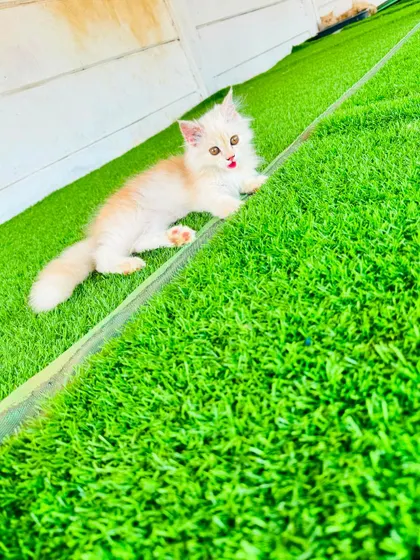 A playful kitten enjoying the spacious and clean play area. We ensure our cattery is always spotless and welcoming.
