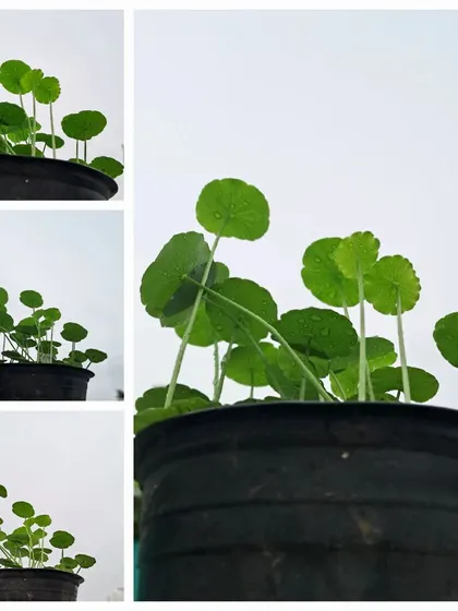A collage of my Pennywort plant, showing it from different angles.