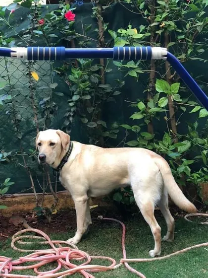 Comet, pictured here as a grown dog, still has the same playful spirit he had as a pup.