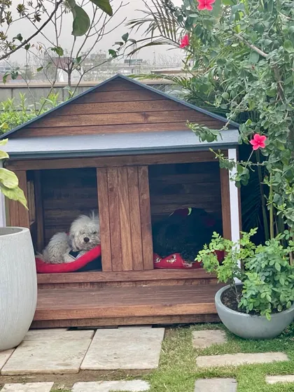 A luxurious life for my pets. My dogs Louie and Gabru are seen relaxing in their custom built wooden dog house, a piece that is both a utility and a beautiful garden feature.