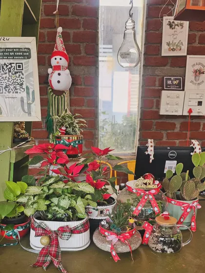 Our Christmas counter is filled with festive plant gift options. From Poinsettias to decorated terrariums, you'll find the perfect green gift here.