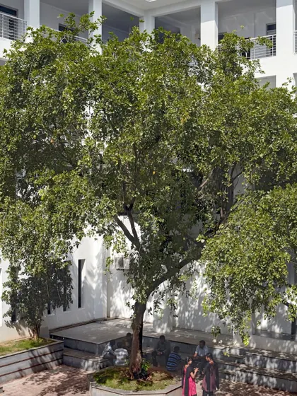 A mature tree stands at the heart of a courtyard at Sona College, providing natural shade and a focal point for social gathering. Preserving and integrating existing nature is a key part of our strategy to create grounded, sustainable campus environments.