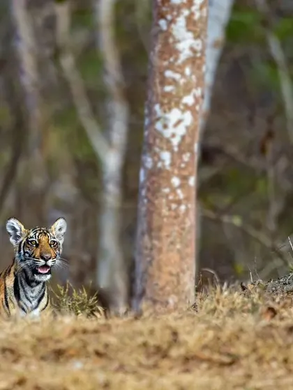 A tiny tiger cub, offspring of the Magge female, peeks out from behind a mound of earth in Kabini. A hopeful and adorable glimpse into the future of tigers in these forests.
