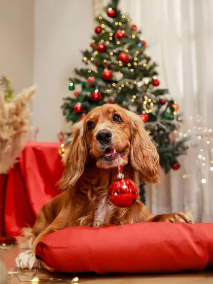 A little bit of mischief makes for the best photos! This cocker spaniel decided a Christmas bauble would make a great snack during our indoor holiday shoot.