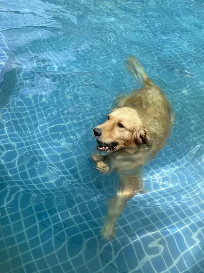 A happy Golden Retriever enjoying a leisurely swim. Swimming is a great low-impact exercise that is easy on your dog's joints while providing a full-body workout.
