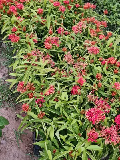 These bright red Ixora flower clusters are excellent for creating colorful low hedges or adding a tropical touch to any garden design.