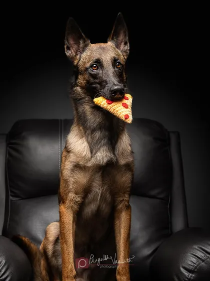 A Belgian Malinois looking shocked while holding a slice of (crocheted) pizza. This is from a "binge-watching" themed shoot, perfect for capturing those dramatic expressions.