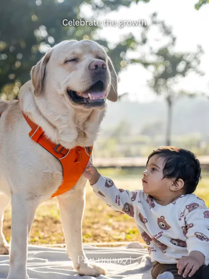 A beautiful moment between a baby and a senior Labrador, showing the start of a new friendship.
