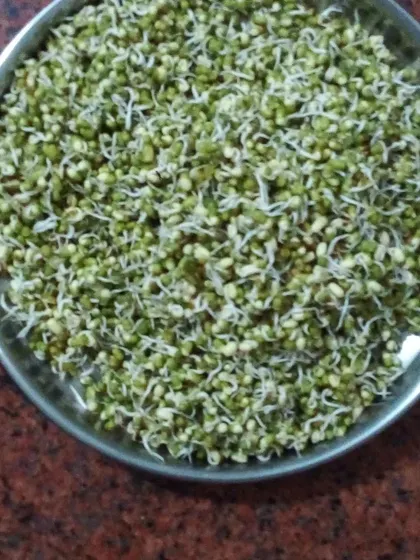 A plate of freshly sprouted moong beans. This is my go-to natural, vegan source of protein and fiber, perfect for a post-workout snack to refuel my body.