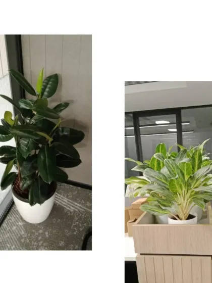 Here are two examples of low-maintenance plants perfect for office settings. The robust Rubber Plant on the left and a variegated Aglaonema on the right are both excellent choices for adding greenery without requiring intensive care.