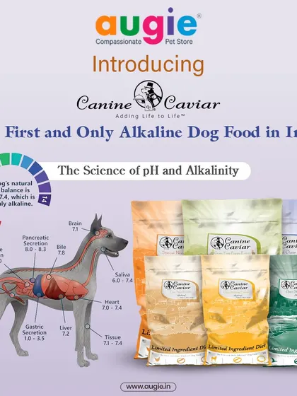 This is the first and only alkaline dog food in India. Canine Caviar is based on the science of pH and alkalinity, using a limited ingredient, low-carb formula to provide lasting energy and holistic health.
