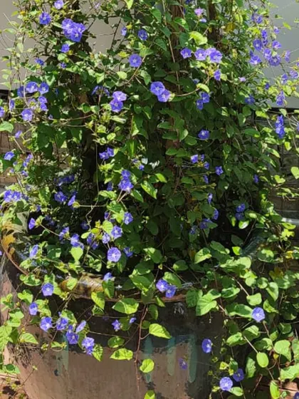 This lush, potted creeper with delicate blue flowers demonstrates how climbing plants can be used to cover structures and add a sense of abundance and softness to the landscape.