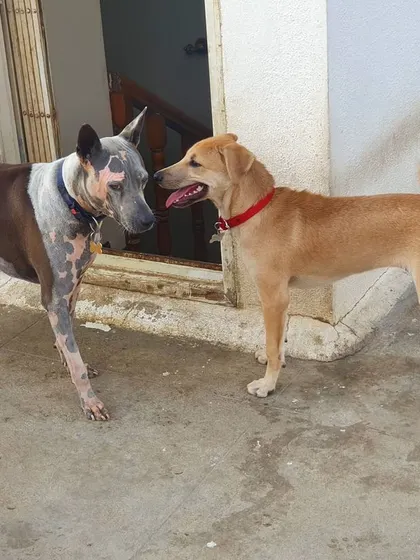 Two dogs greeting each other with wagging tails and relaxed postures. This is the goal of successful socialization.