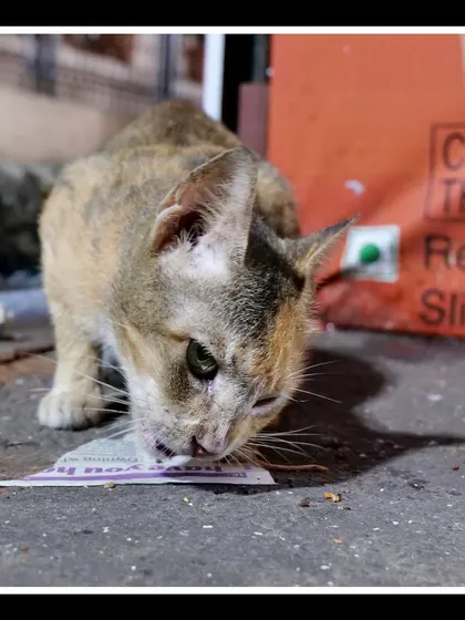 A different angle of the cat eating, showing its resourcefulness in an urban environment.