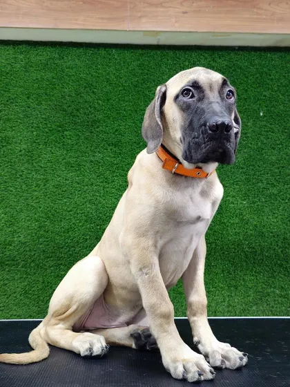 This gentle giant, an English Mastiff puppy, visited for a basic grooming session. Getting large breeds comfortable with the process from a young age is key.