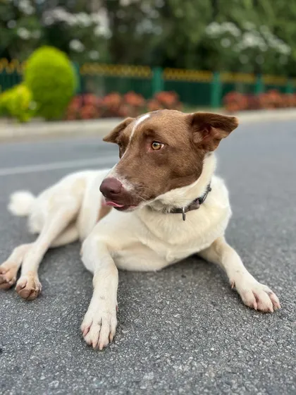 A beautiful portrait of one of our regular running companions. These dogs are as much a part of the Cubbon Park landscape as the trees.