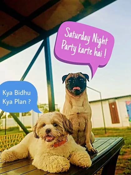 This is how our furry guests plan their weekends. It's always a party at Fluffy Paws Pet Resort.