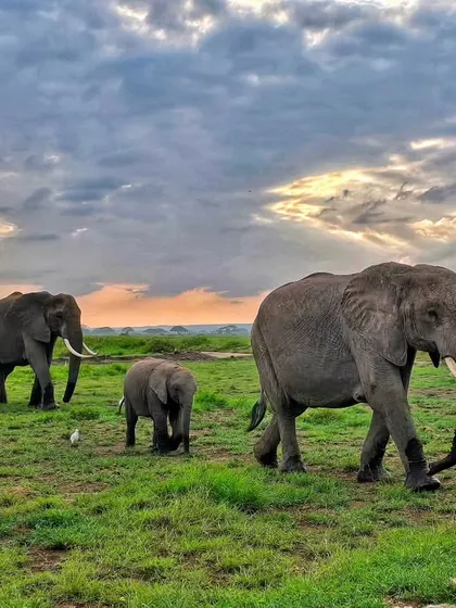 A herd of elephants, including several young calves, walking under a dramatic sky in Amboseli, Kenya.