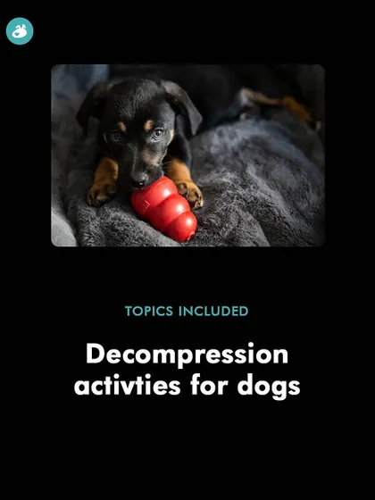 Decompression activities are essential for helping an anxious dog relax and reset. This image, from my workshop materials, shows a dog enjoying a chew toy, which is a simple yet powerful way to provide a calming outlet for stress.